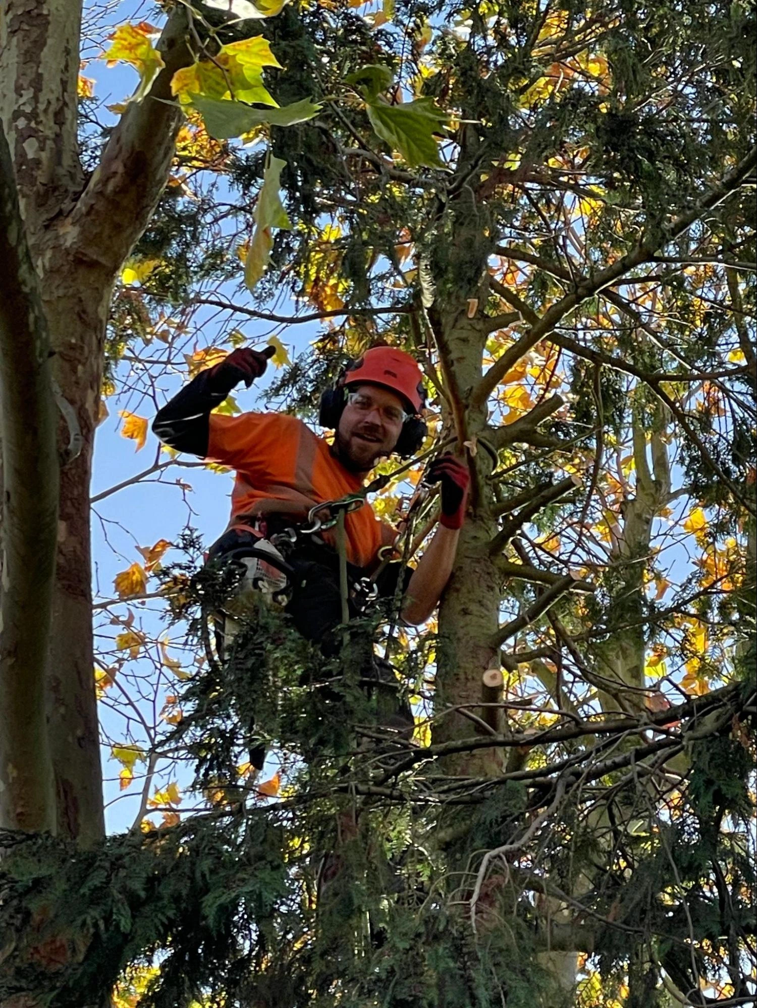 Hoddesdon Tree Care Experts